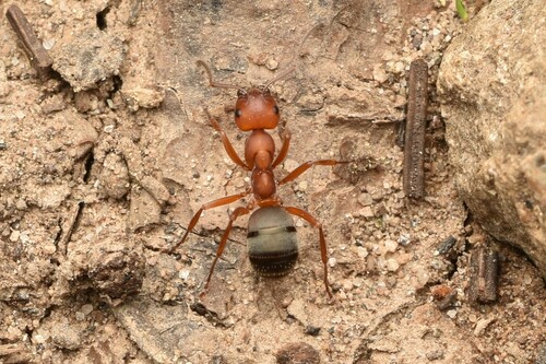 Formica subintegra photo 2
