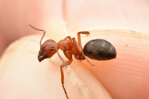 Formica subintegra photo 3
