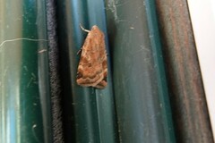 Cryptocala acadiensis