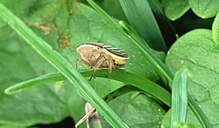 Amblysellus curtisii