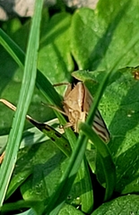 Amblysellus curtisii