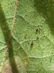 Corythucha confraterna