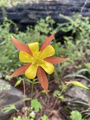 Aquilegia desertorum