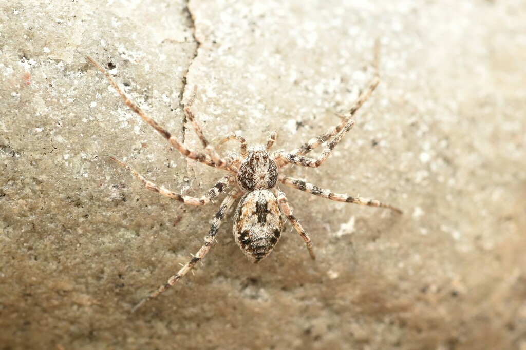 Rhysodromus alascensis