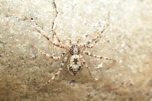 Rhysodromus alascensis