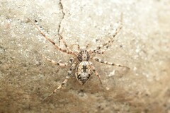 Rhysodromus alascensis