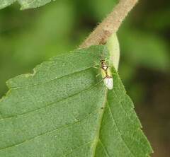 Hyaliodes
