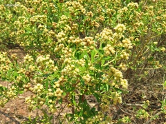 Baccharis conferta