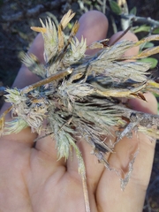 Diaphoranthema