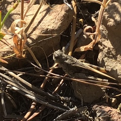 Cratypedes neglectus