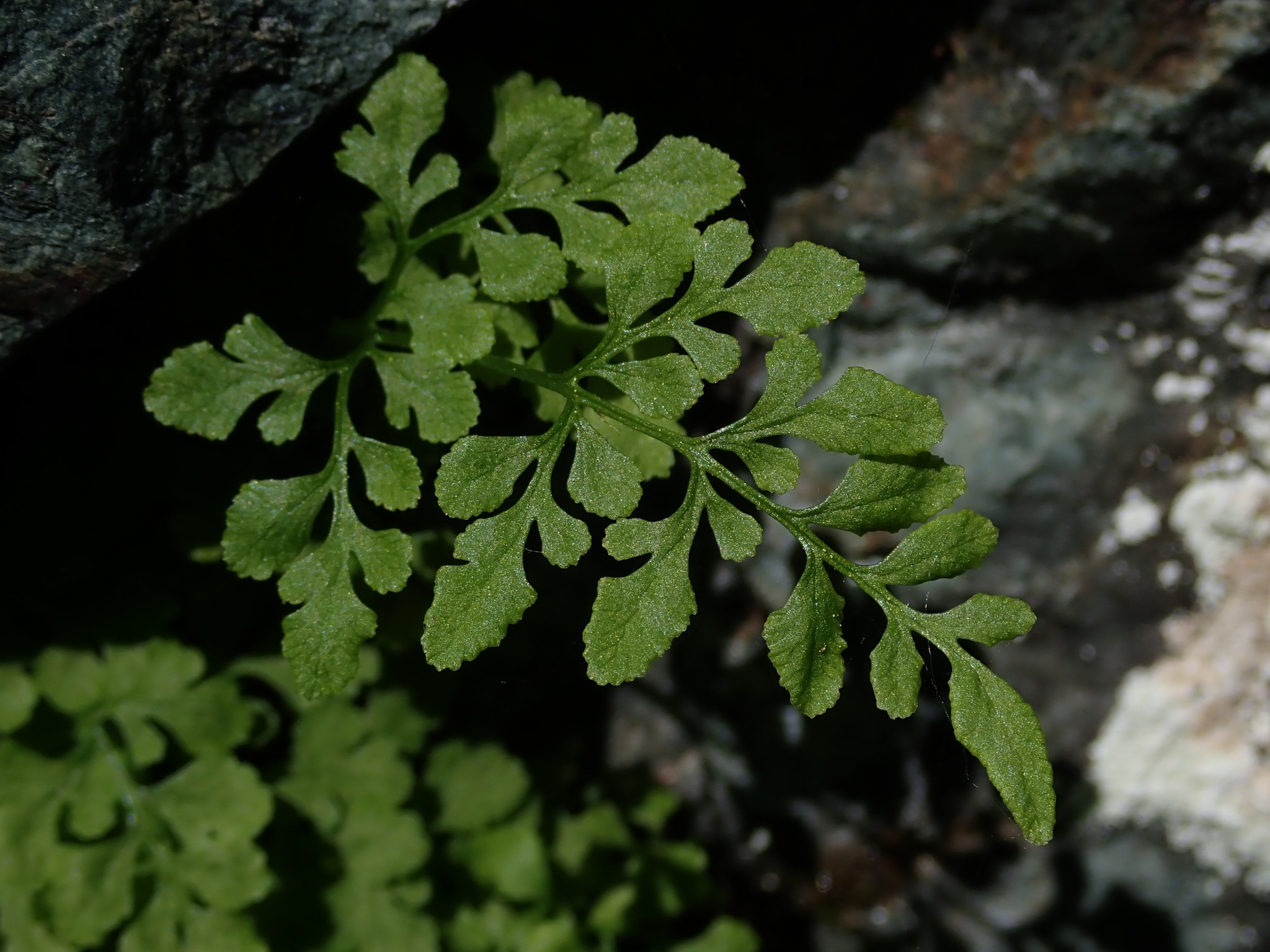 Cryptogramma