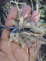 Diaphoranthema