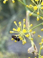 Hylaeus