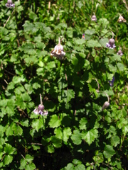 Clematis tsugetorum