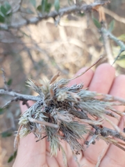 Diaphoranthema