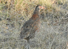 Pternistis rufopictus