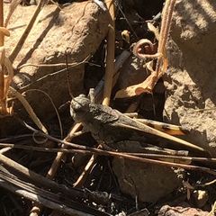 Cratypedes neglectus