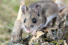 Peromyscus labecula