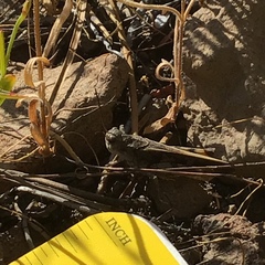 Cratypedes neglectus