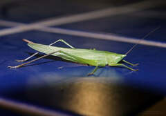 Neoconocephalus robustus