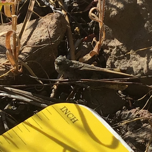 iNaturalist observation photo of Pronotal Range Grasshopper