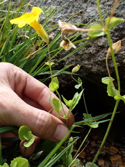 Erythranthe corallina