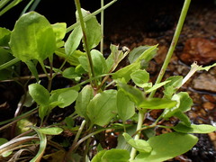 Erythranthe corallina