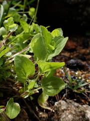 Erythranthe corallina