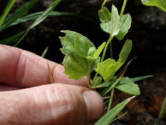 Erythranthe corallina
