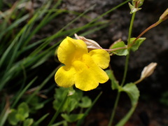 Erythranthe corallina