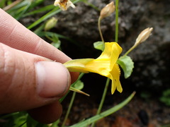 Erythranthe corallina