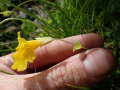 Erythranthe corallina