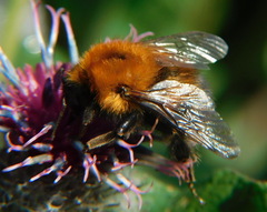 Bombus hypnorum