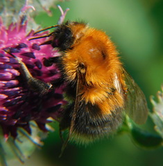 Bombus hypnorum