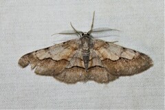 Stenoporpia