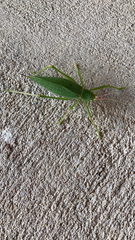 Pterophylla camellifolia