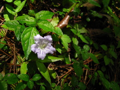 Strobilanthes rankanensis