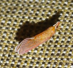 Apache degeeri