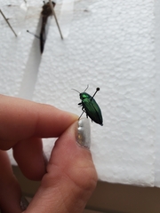 Buprestis adjecta
