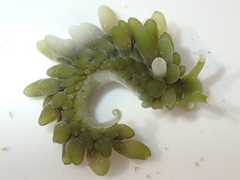 Sacoproteus smaragdinus