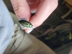 Buprestis adjecta