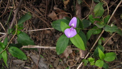 Dicliptera tinctoria