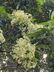 Flindersia bourjotiana