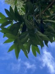 Flindersia bourjotiana