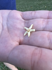 Flindersia bourjotiana