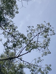 Enterolobium contortisiliquum