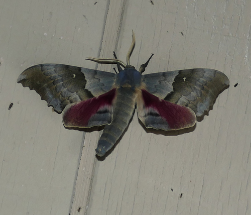 Western Poplar Sphinx photo 4