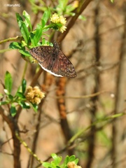 Erynnis tristis tatius