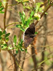 Erynnis tristis tatius