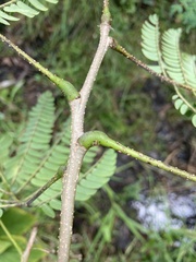 Enterolobium contortisiliquum